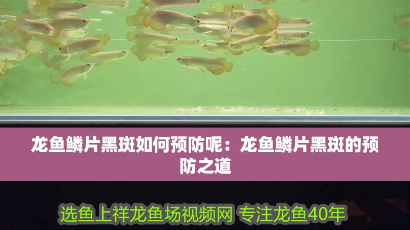 龍魚鱗片黑斑如何預防呢：龍魚鱗片黑斑的預防之道