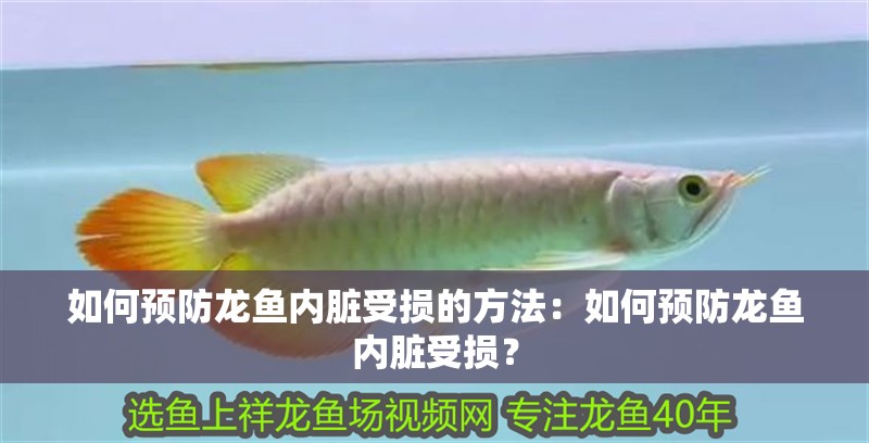 如何預(yù)防龍魚(yú)內(nèi)臟受損的方法：如何預(yù)防龍魚(yú)內(nèi)臟受損？