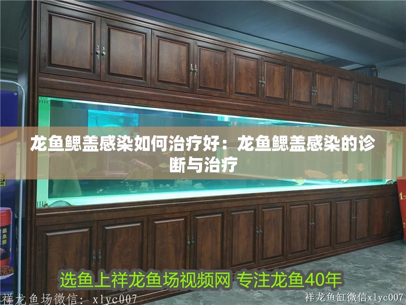 龍魚(yú)鰓蓋感染如何治療好：龍魚(yú)鰓蓋感染的診斷與治療