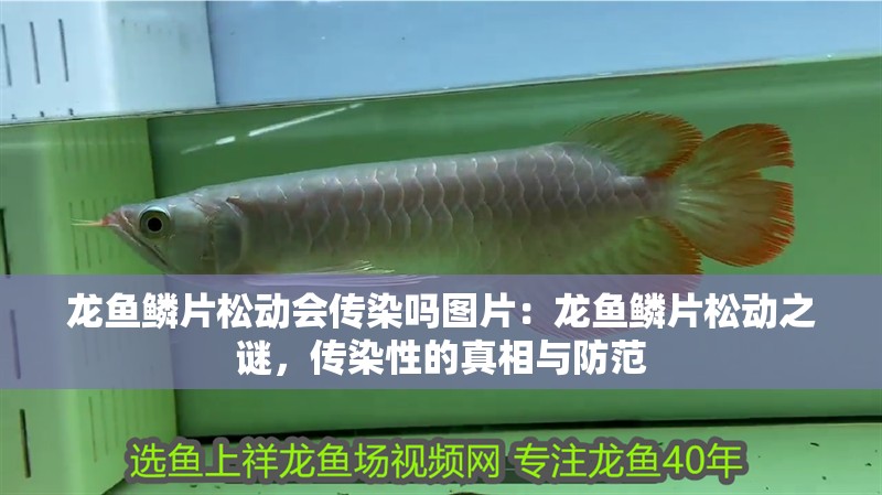 龍魚鱗片松動會傳染嗎圖片：龍魚鱗片松動之謎，傳染性的真相與防范