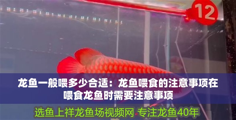 龍魚一般喂多少合適：龍魚喂食的注意事項在喂食龍魚時需要注意事項