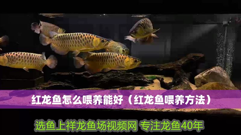 紅龍魚怎么喂養能好（紅龍魚喂養方法）