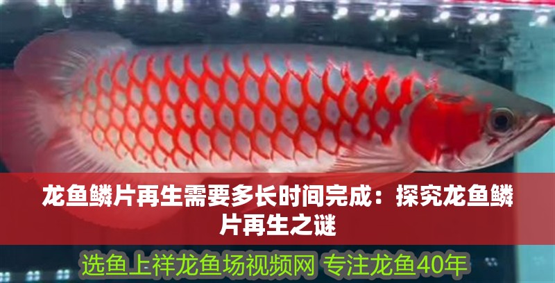 龍魚鱗片再生需要多長時間完成：探究龍魚鱗片再生之謎