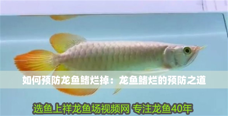 如何預(yù)防龍魚鰭爛掉：龍魚鰭爛的預(yù)防之道