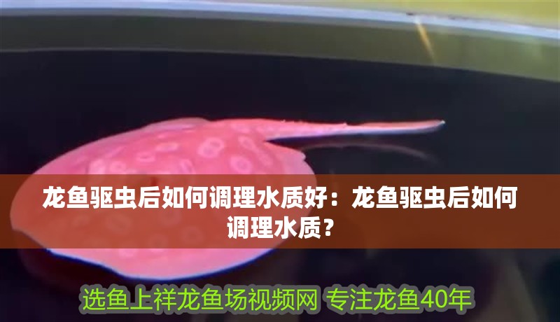 龍魚驅蟲后如何調理水質好：龍魚驅蟲后如何調理水質？