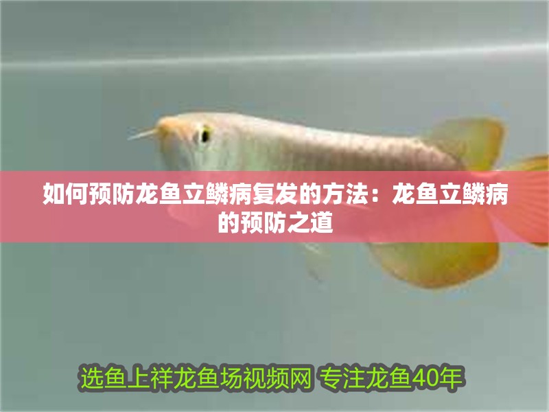 如何預(yù)防龍魚(yú)立鱗病復(fù)發(fā)的方法：龍魚(yú)立鱗病的預(yù)防之道