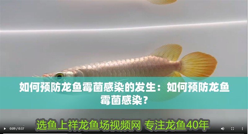 如何預防龍魚霉菌感染的發生：如何預防龍魚霉菌感染？