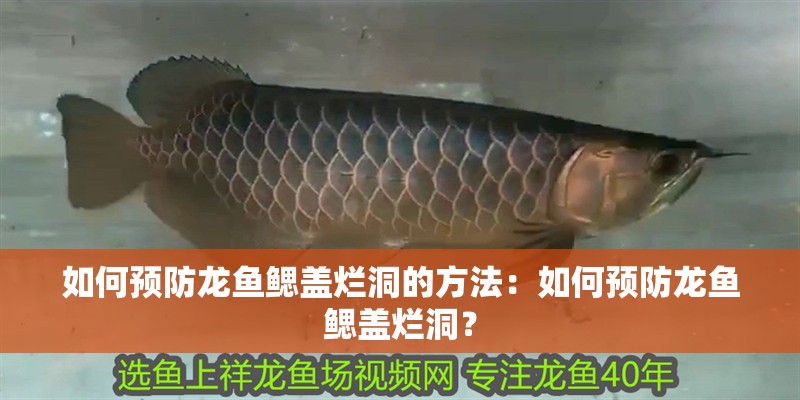 如何預防龍魚鰓蓋爛洞的方法：如何預防龍魚鰓蓋爛洞？