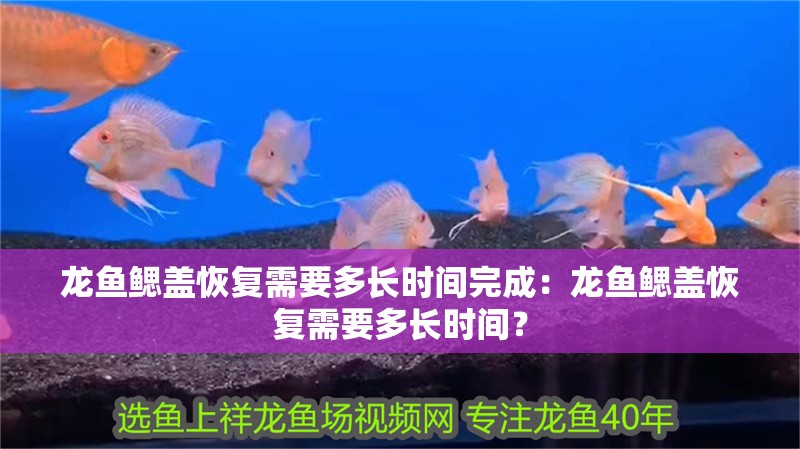 龍魚鰓蓋恢復需要多長時間完成：龍魚鰓蓋恢復需要多長時間？