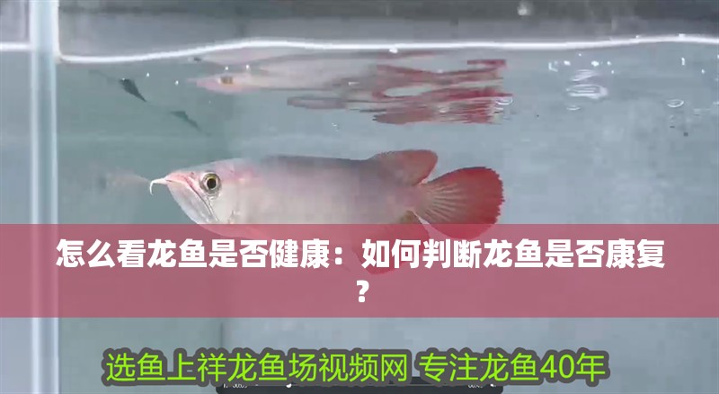 怎么看龍魚是否健康：如何判斷龍魚是否康復？