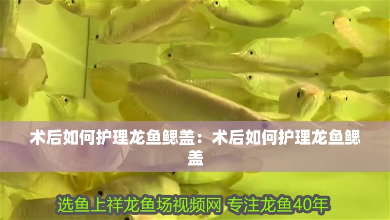 術后如何護理龍魚鰓蓋：術后如何護理龍魚鰓蓋
