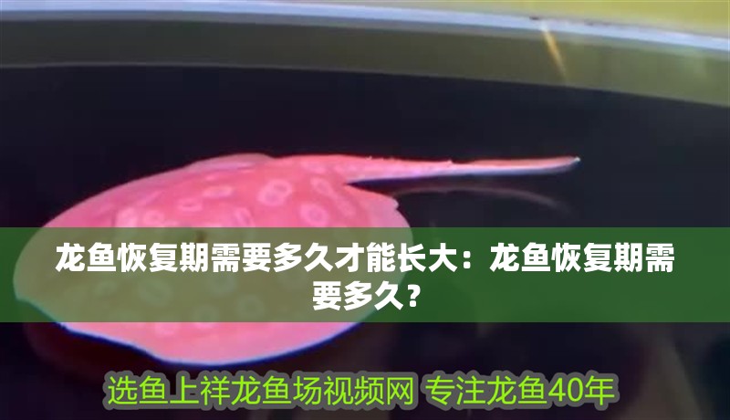 龍魚恢復期需要多久才能長大：龍魚恢復期需要多久？
