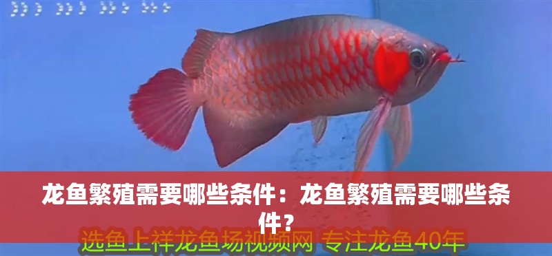龍魚繁殖需要哪些條件：龍魚繁殖需要哪些條件？
