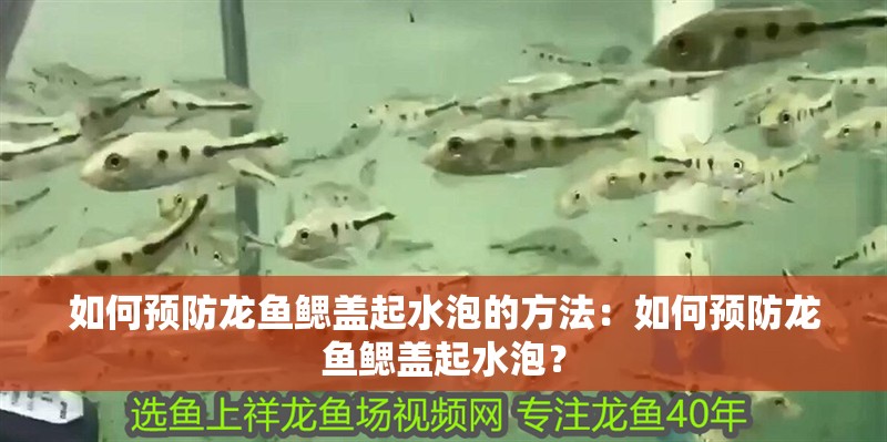 如何預防龍魚鰓蓋起水泡的方法：如何預防龍魚鰓蓋起水泡？