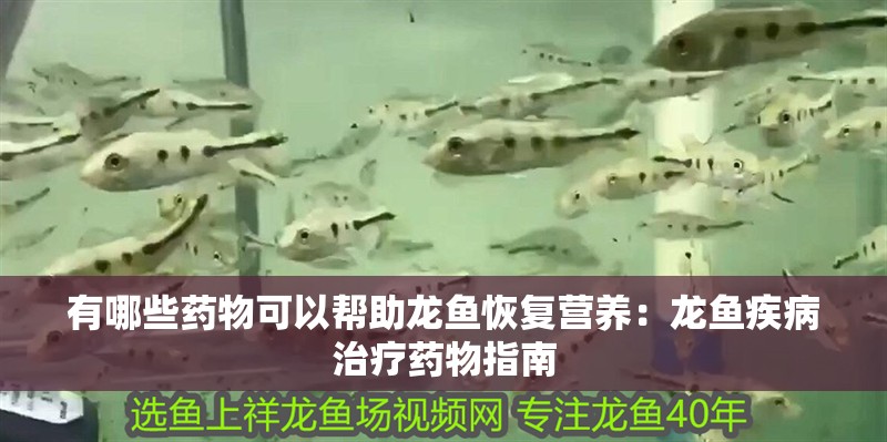 有哪些藥物可以幫助龍魚恢復營養：龍魚疾病治療藥物指南
