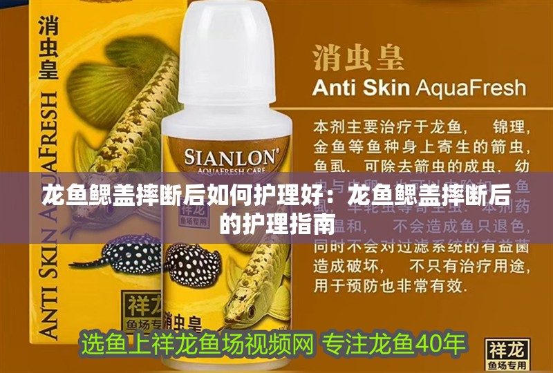 龍魚鰓蓋摔斷后如何護理好：龍魚鰓蓋摔斷后的護理指南