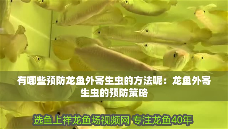 有哪些預(yù)防龍魚外寄生蟲的方法呢：龍魚外寄生蟲的預(yù)防策略