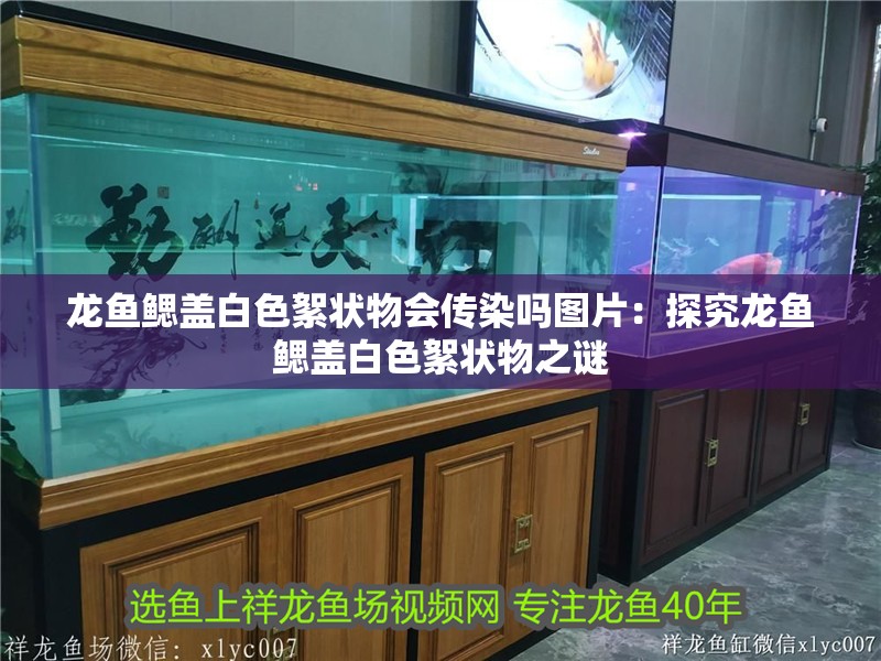 龍魚鰓蓋白色絮狀物會傳染嗎圖片：探究龍魚鰓蓋白色絮狀物之謎