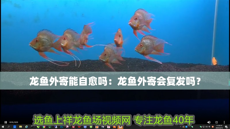 龍魚(yú)外寄能自愈嗎：龍魚(yú)外寄會(huì)復(fù)發(fā)嗎？