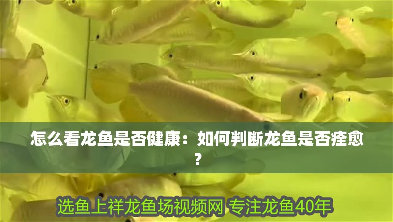 怎么看龍魚是否健康：如何判斷龍魚是否痊愈？