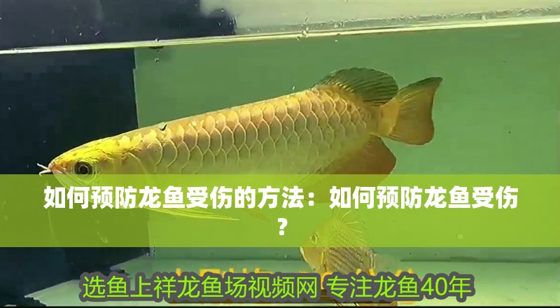 如何預(yù)防龍魚受傷的方法：如何預(yù)防龍魚受傷？