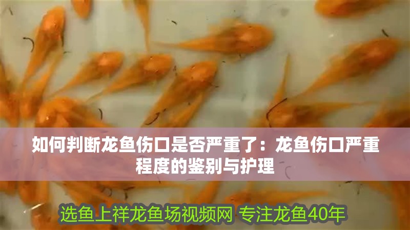 如何判斷龍魚傷口是否嚴重了：龍魚傷口嚴重程度的鑒別與護理