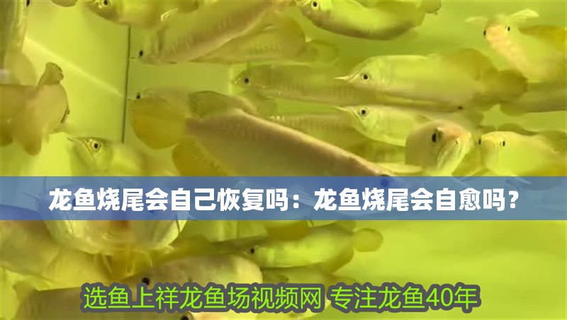 龍魚燒尾會自己恢復(fù)嗎：龍魚燒尾會自愈嗎？