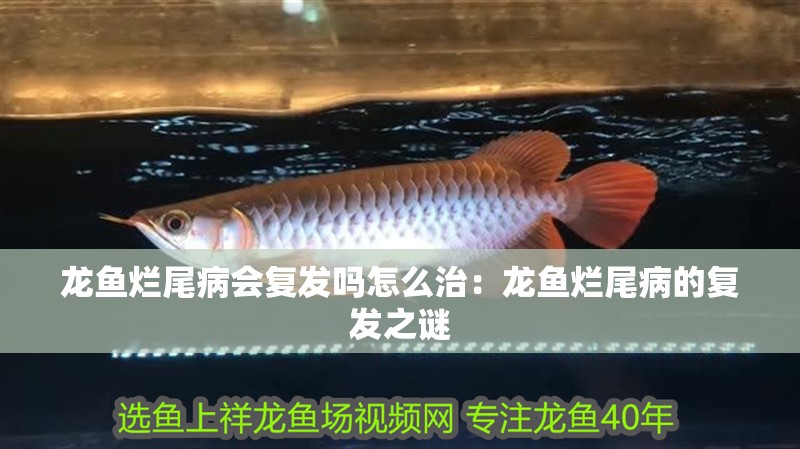 龍魚爛尾病會(huì)復(fù)發(fā)嗎怎么治：龍魚爛尾病的復(fù)發(fā)之謎
