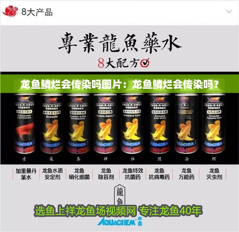龍魚鱗爛會傳染嗎圖片：龍魚鱗爛會傳染嗎？