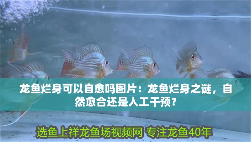龍魚爛身可以自愈嗎圖片：龍魚爛身之謎，自然愈合還是人工干預？ 龍魚爛身可以自愈嗎圖片：龍魚爛身之謎，自然愈合還是人工干預？ 水族問答