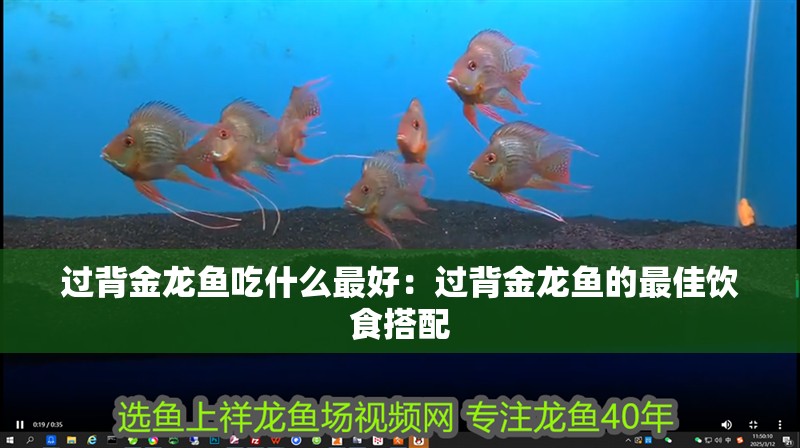 過背金龍魚吃什么最好：過背金龍魚的最佳飲食搭配