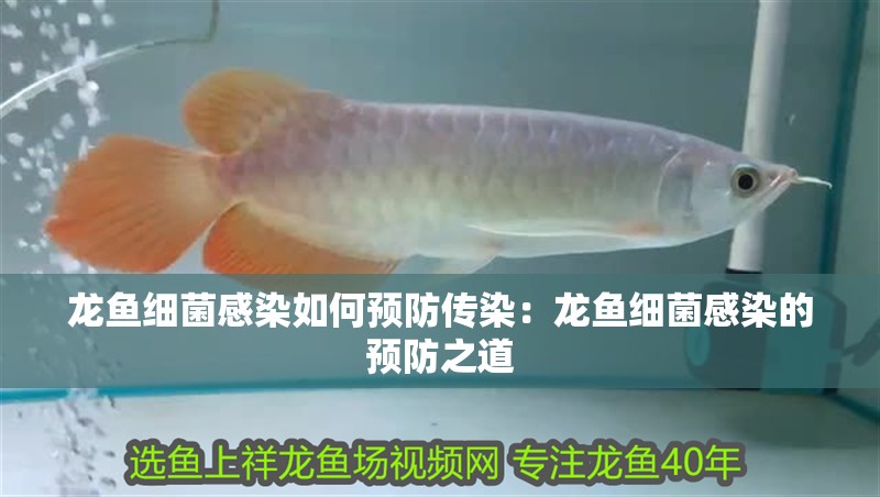 龍魚(yú)細(xì)菌感染如何預(yù)防傳染：龍魚(yú)細(xì)菌感染的預(yù)防之道