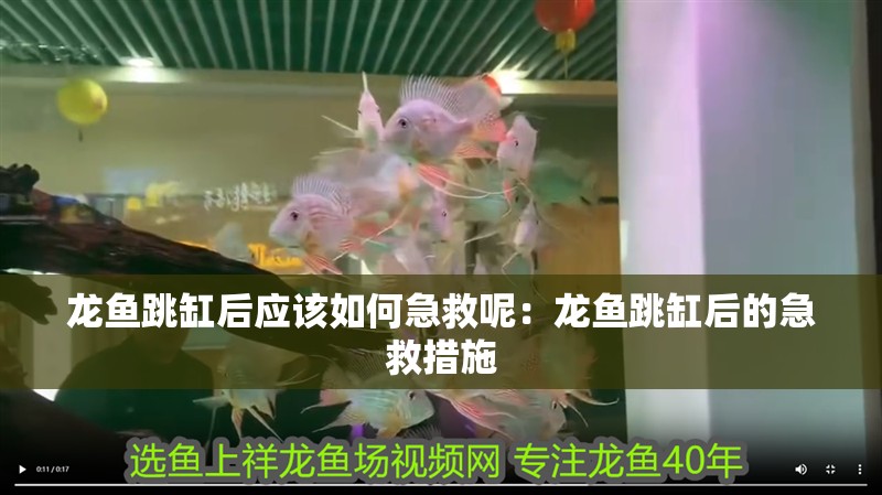 龍魚跳缸后應該如何急救呢：龍魚跳缸后的急救措施