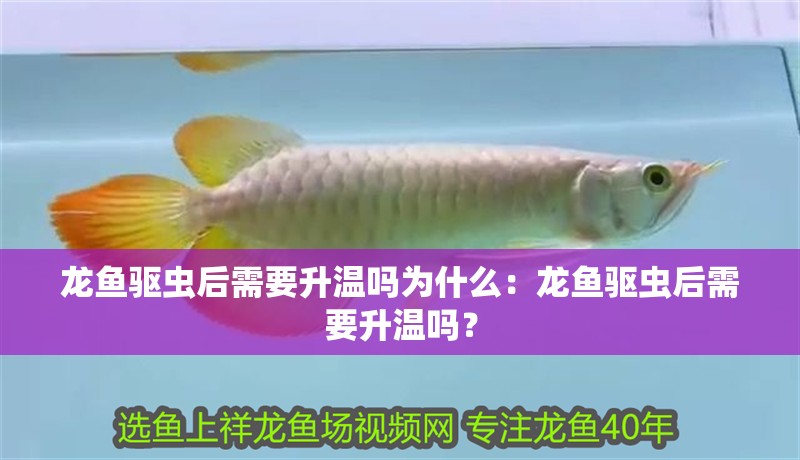 龍魚驅蟲后需要升溫嗎為什么：龍魚驅蟲后需要升溫嗎？