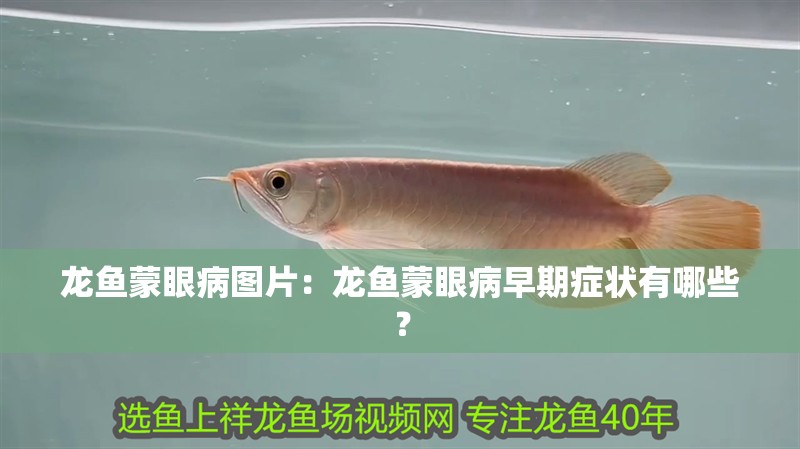 龍魚蒙眼病圖片：龍魚蒙眼病早期癥狀有哪些？