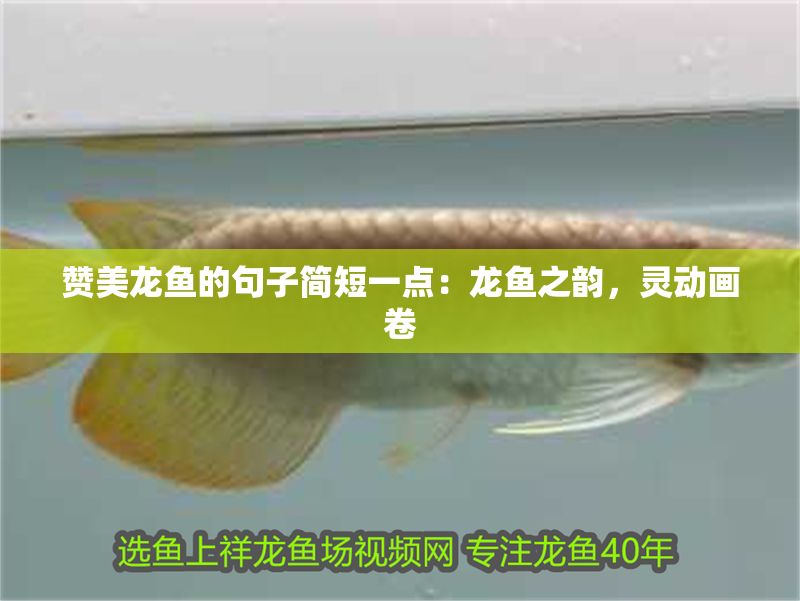 贊美龍魚的句子簡短一點：龍魚之韻，靈動畫卷