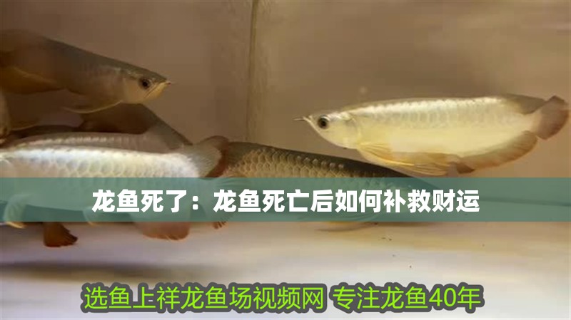 龍魚死了：龍魚死亡后如何補救財運