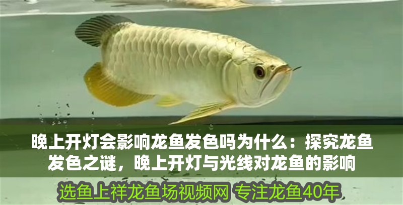 晚上開燈會影響龍魚發色嗎為什么：探究龍魚發色之謎，晚上開燈與光線對龍魚的影響