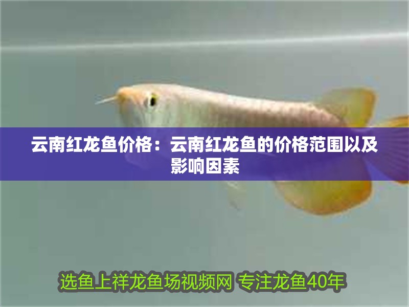云南紅龍魚價(jià)格：云南紅龍魚的價(jià)格范圍以及影響因素