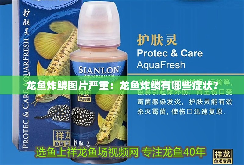 龍魚炸鱗圖片嚴(yán)重：龍魚炸鱗有哪些癥狀？