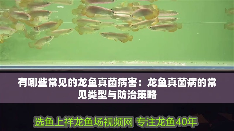 有哪些常見的龍魚真菌病害：龍魚真菌病的常見類型與防治策略