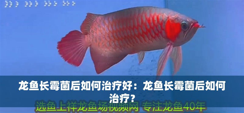 龍魚長霉菌后如何治療好：龍魚長霉菌后如何治療？