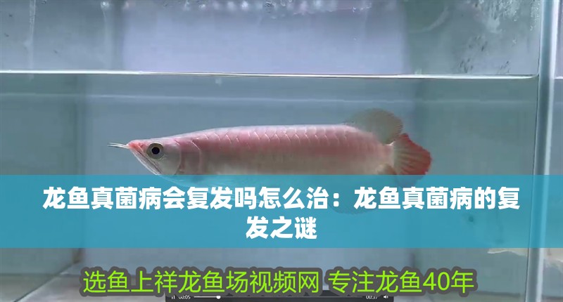 龍魚真菌病會復發嗎怎么治：龍魚真菌病的復發之謎