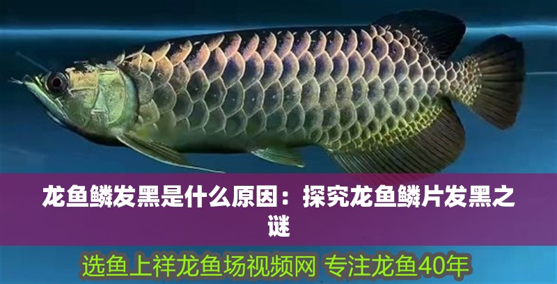 魚缸過濾器選購指南:自制魚缸過濾器魚缸上置過濾器對于養魚愛好者的必備知識 龍魚鱗發黑是什么原因:探究龍魚鱗片發黑之謎 水族問答 龍魚鱗發黑是什么原因:探究龍魚鱗片發黑之謎 龍魚鱗發黑是什么原因:探究龍魚鱗片發黑之謎 水族問答