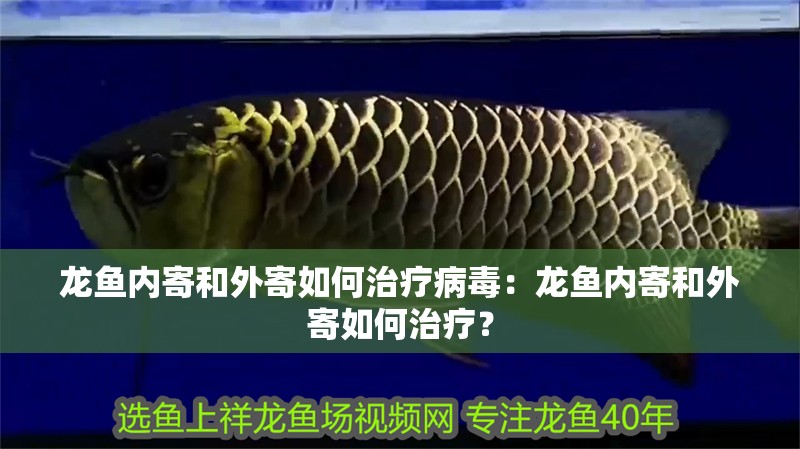 龍魚內寄和外寄如何治療病毒：龍魚內寄和外寄如何治療？