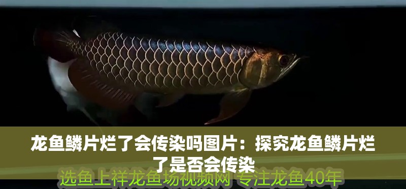 龍魚鱗片爛了會傳染嗎圖片：探究龍魚鱗片爛了是否會傳染