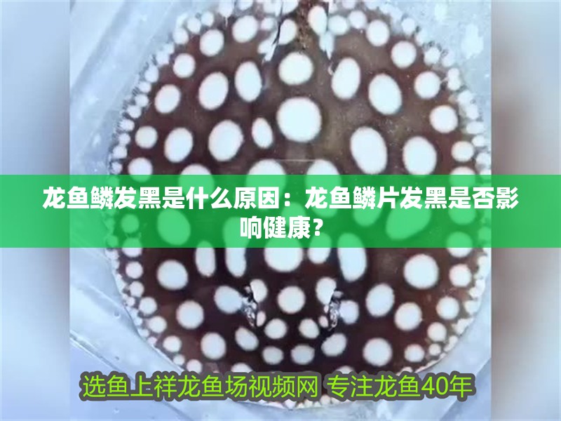 龍魚(yú)鱗發(fā)黑是什么原因：龍魚(yú)鱗片發(fā)黑是否影響健康？