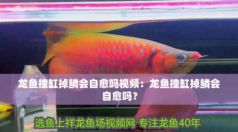 龍魚撞缸掉鱗會自愈嗎視頻：龍魚撞缸掉鱗會自愈嗎？