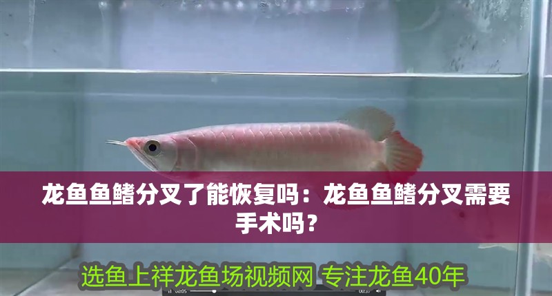 龍魚魚鰭分叉了能恢復嗎：龍魚魚鰭分叉需要手術嗎？