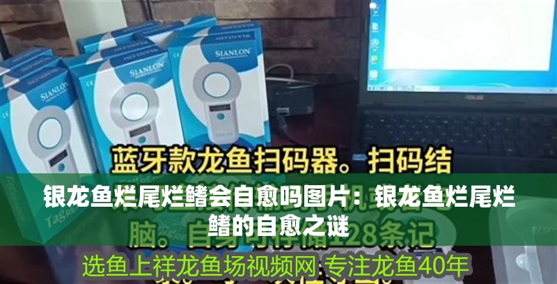 銀龍魚爛尾爛鰭會自愈嗎圖片：銀龍魚爛尾爛鰭的自愈之謎